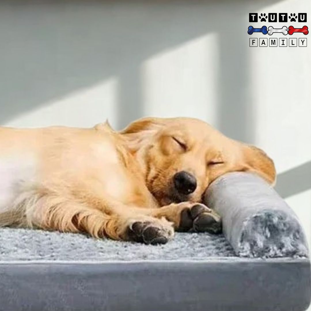 Lit pour chien orthopédique - ConfortToutou™