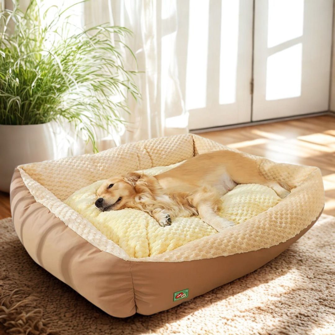 lit-pour-chien-xxl-panier-grand-chien-et-très grande race-races géantes-un grand chien qui dort dans le moelleux d lit épais et rembourré entourant et sécurisant 100% coton haute densité dans son salon 