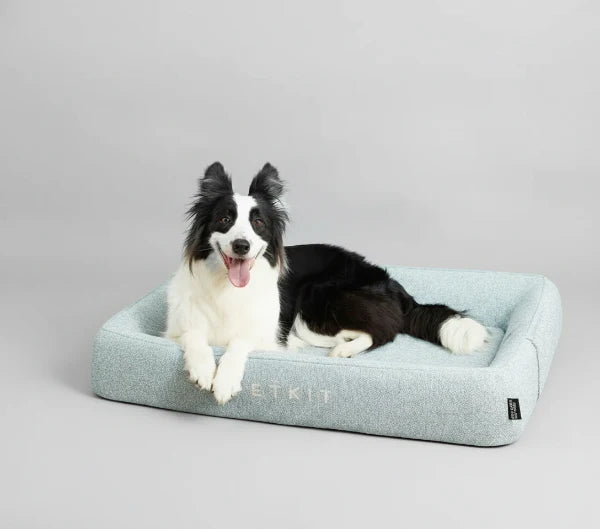 Chien noir et blanc couché sur un lit rafraîchissant chien chat gris d'Oscar et Plume