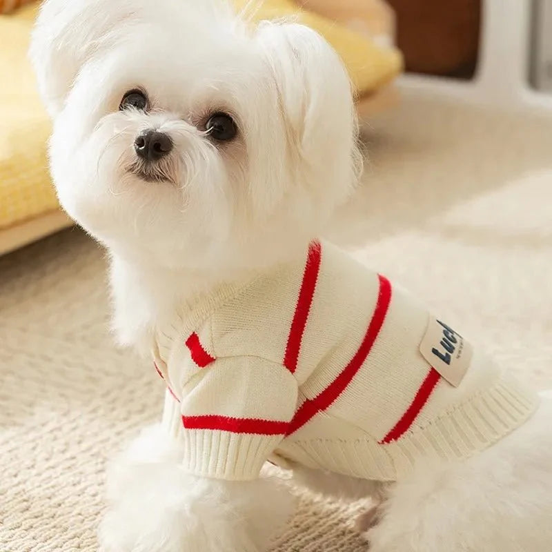 Pull pour chien rayé - Confortable, stylé et chaud