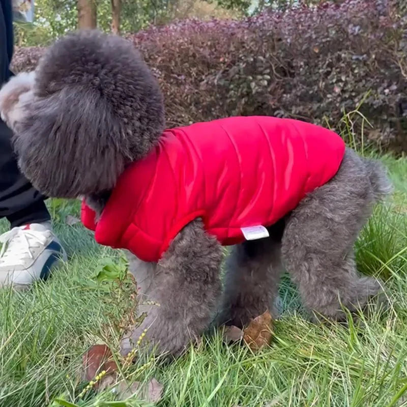 Manteau Caniche & Petit chien