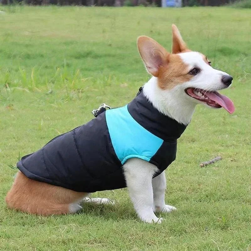 Manteau Chien avec Harnais