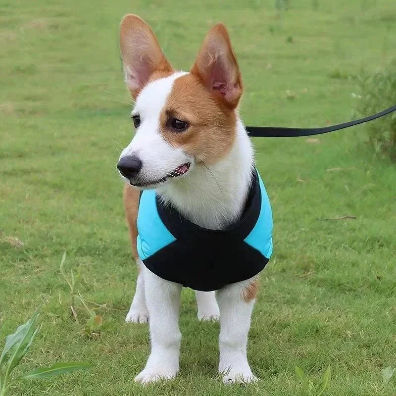 Manteau Chien avec Harnais