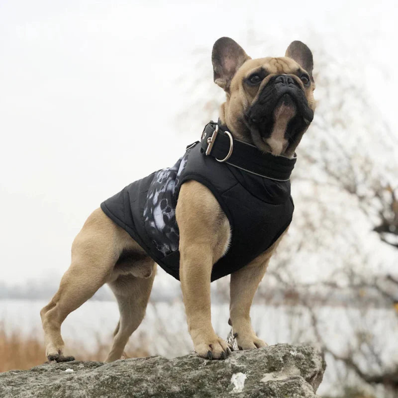 Manteau Chien Biker