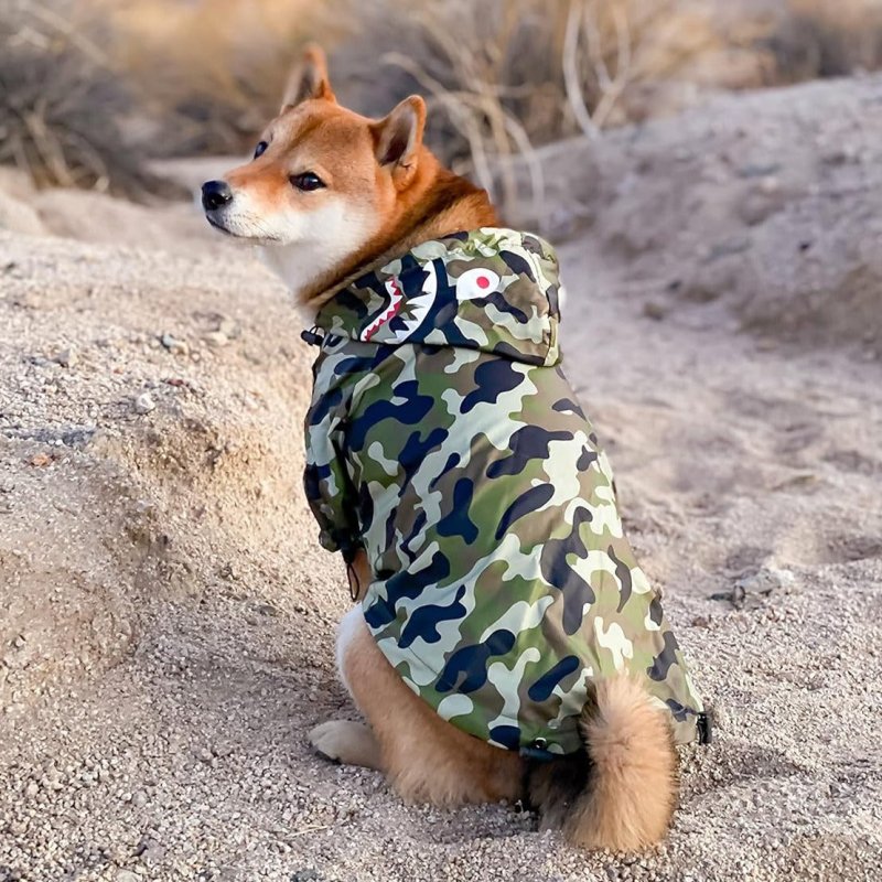 Manteau Chien Camouflage Militaire