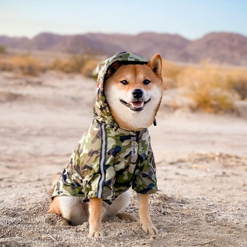 Manteau Chien Camouflage Militaire