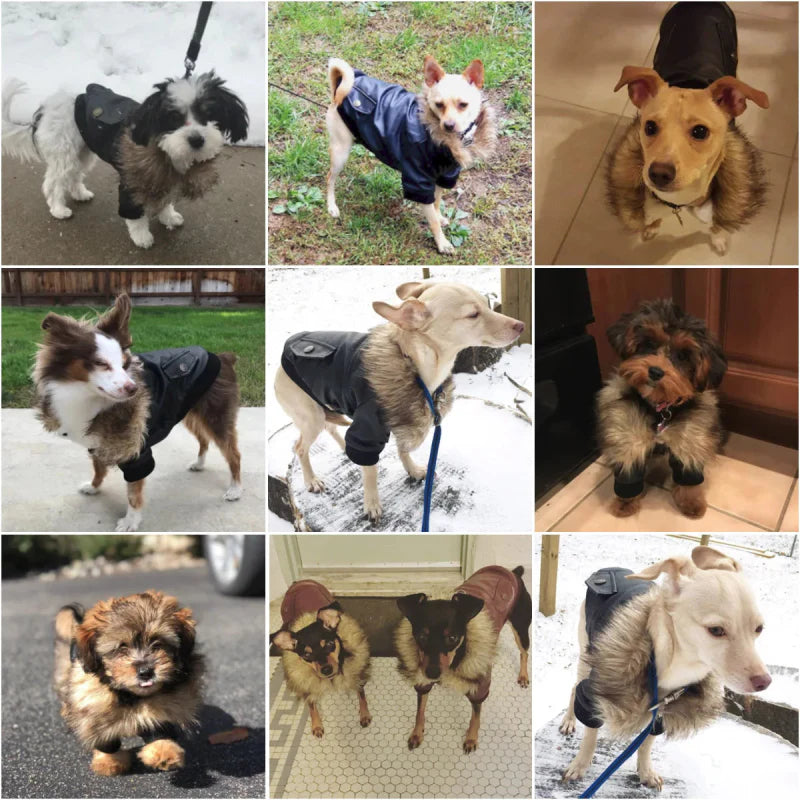 Manteau Chien Col Fourrure