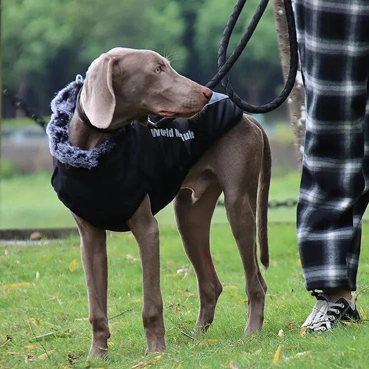 Manteau Chien My World My Rules