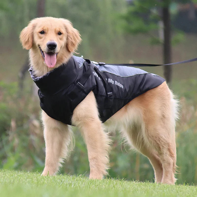 Manteau Chien My World My Rules