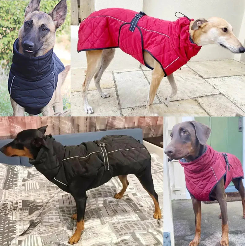 Manteau Chien XS-XL