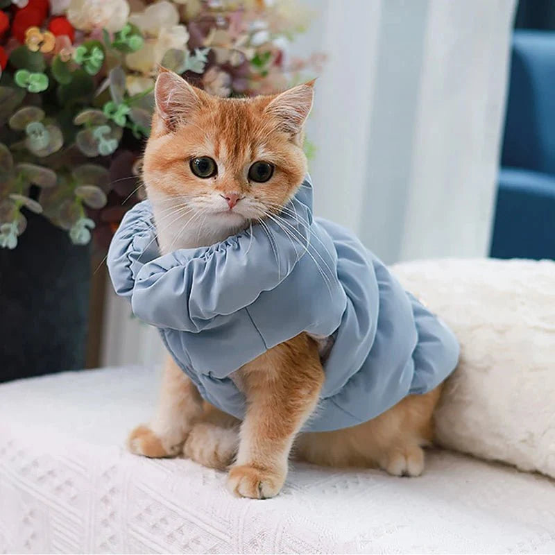 Manteau Chihuahua & petit chien