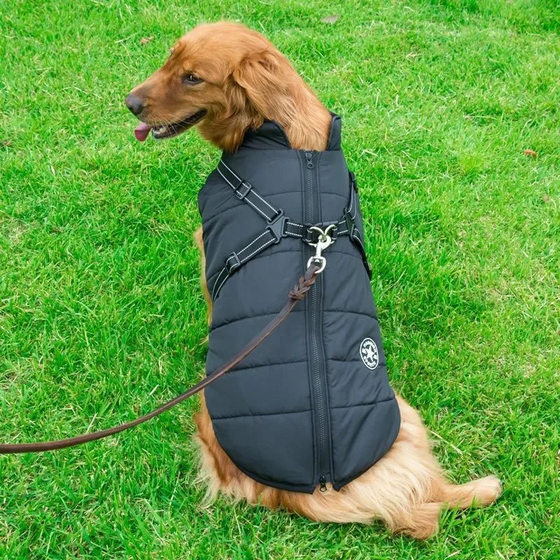 Manteau Fashion Sport Chien
