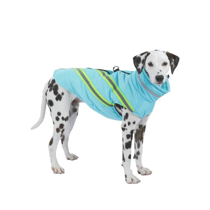 manteau pour dalmatien