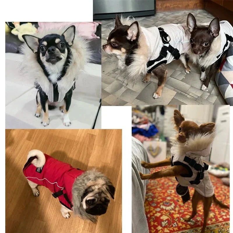 Manteau Fourrure Chien