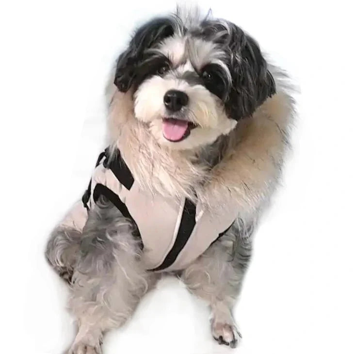Manteau Fourrure Chien