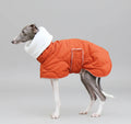 Lévrier portant un manteau hiver pour lévrier orange avec col blanc d'Oscar et Plume