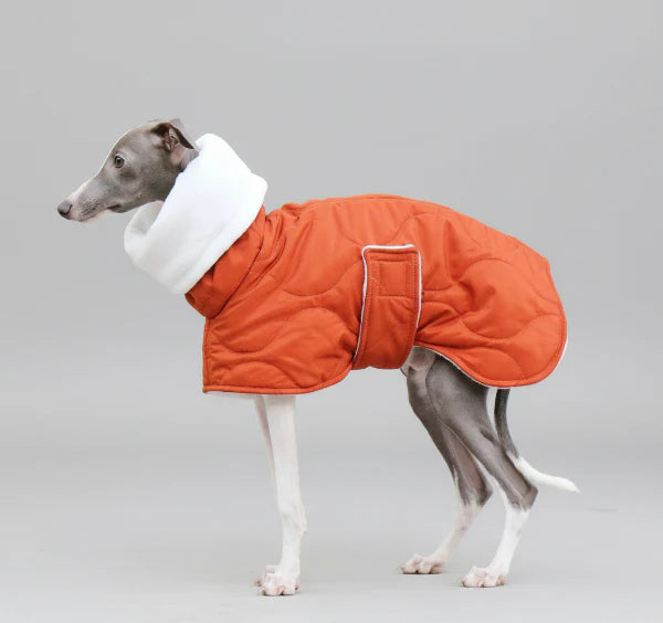 Lévrier portant un manteau hiver pour lévrier orange avec col blanc d'Oscar et Plume