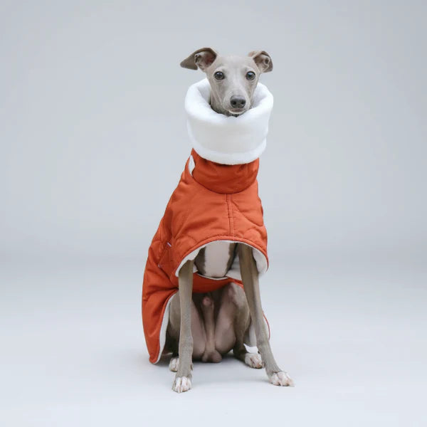 Manteau Imperméable Hiver pour Lévrier Whippet – Coupe Ajustable