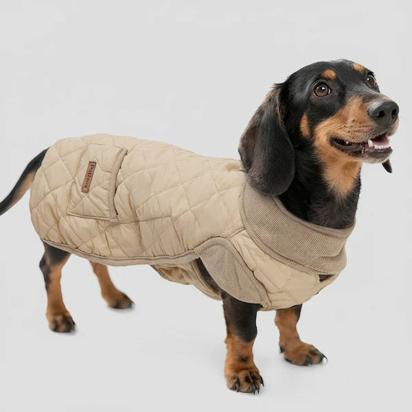 Oscar et Plume manteau hiver pour teckel beige matelasse avec col chaud et poche pour promenades