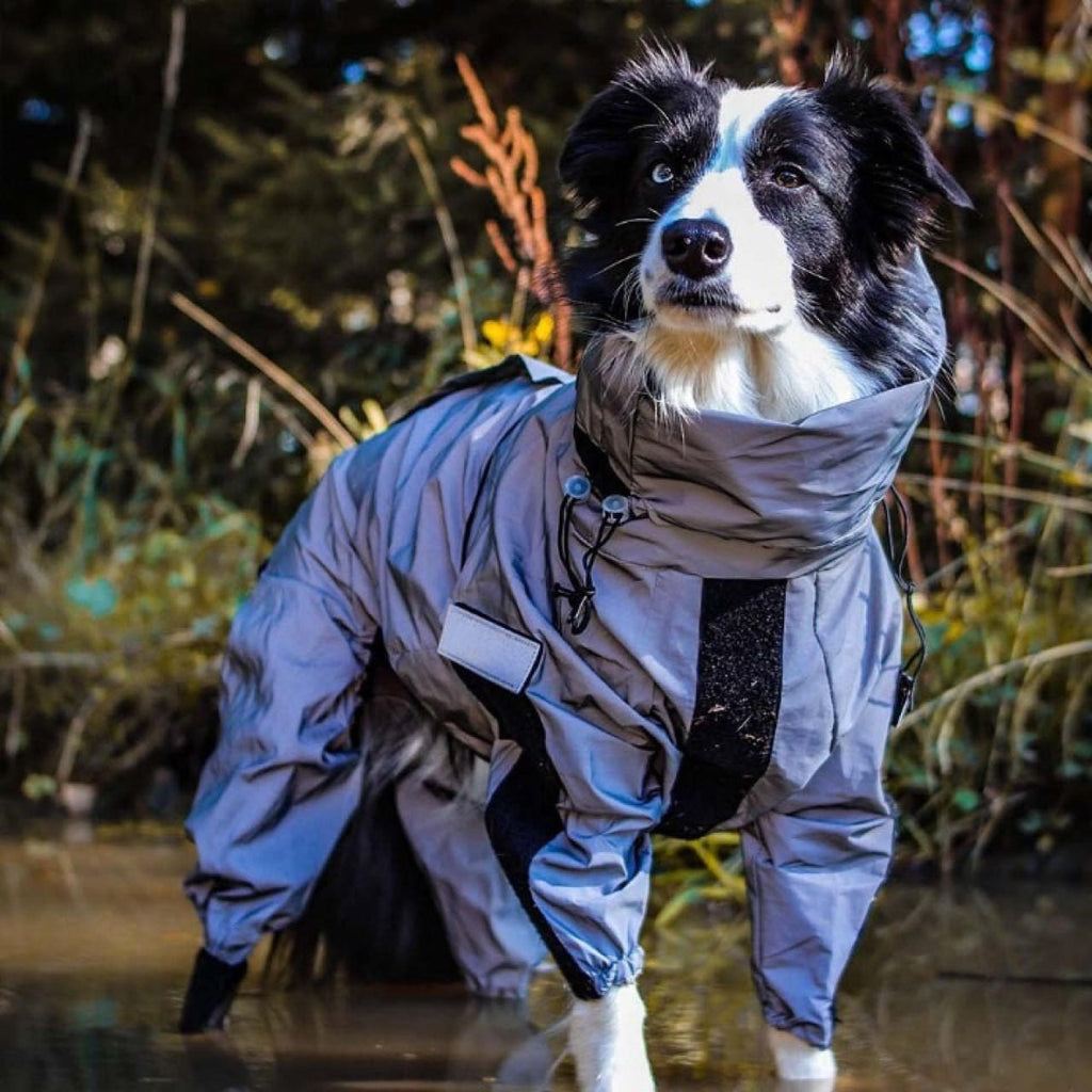 Combinaison Imperméable Chien