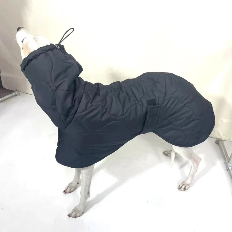 Manteau Petit Lévrier Italien