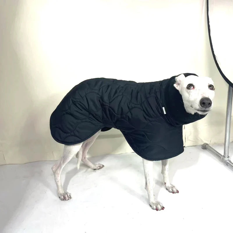 Manteau Petit Lévrier Italien