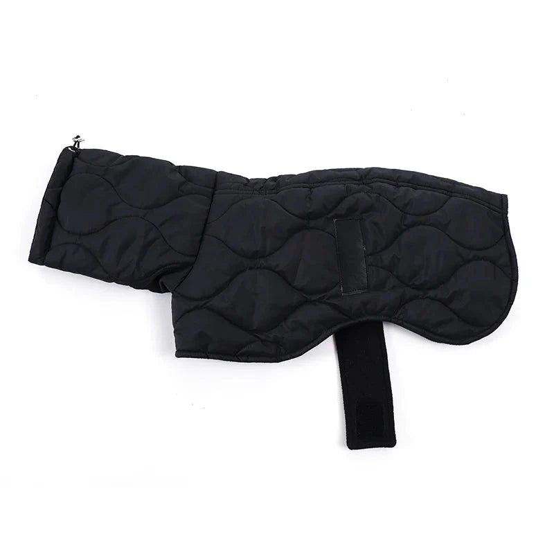 Manteau Petit Lévrier Italien