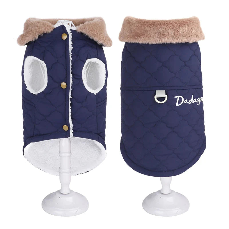 Manteau pour Bichon Maltais / Frisé