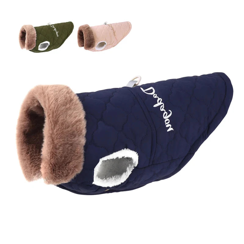 Manteau pour Bichon Maltais / Frisé