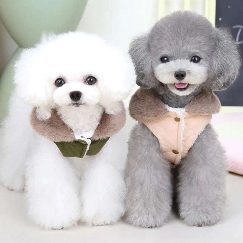 Manteau pour Bichon Maltais / Frisé