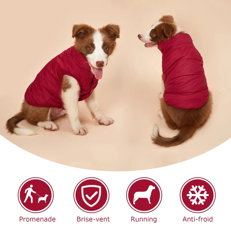 Manteau pour Border Collie & Chien moyen