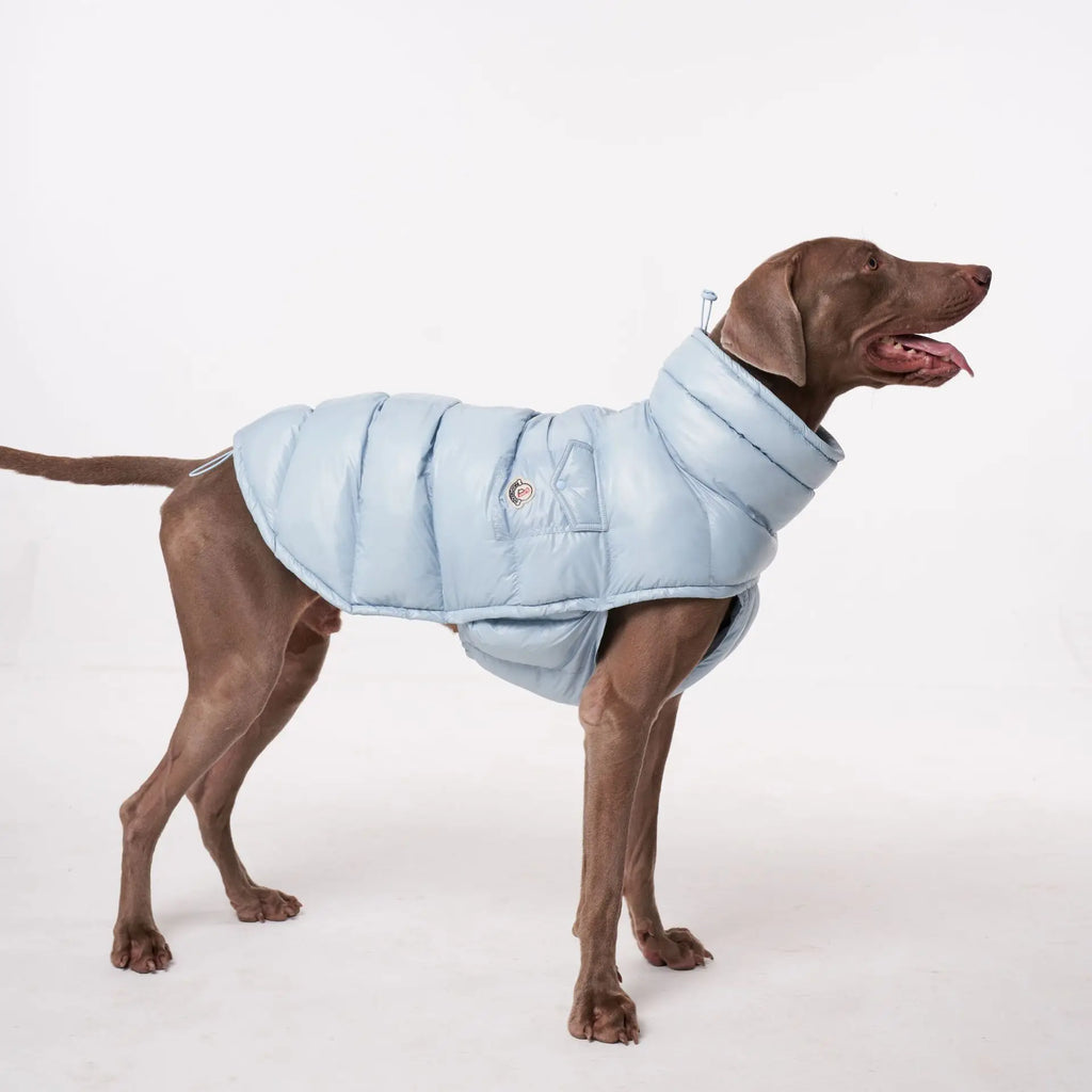 Doudoune pour Chien Avec Capuche Doublé Polaire
