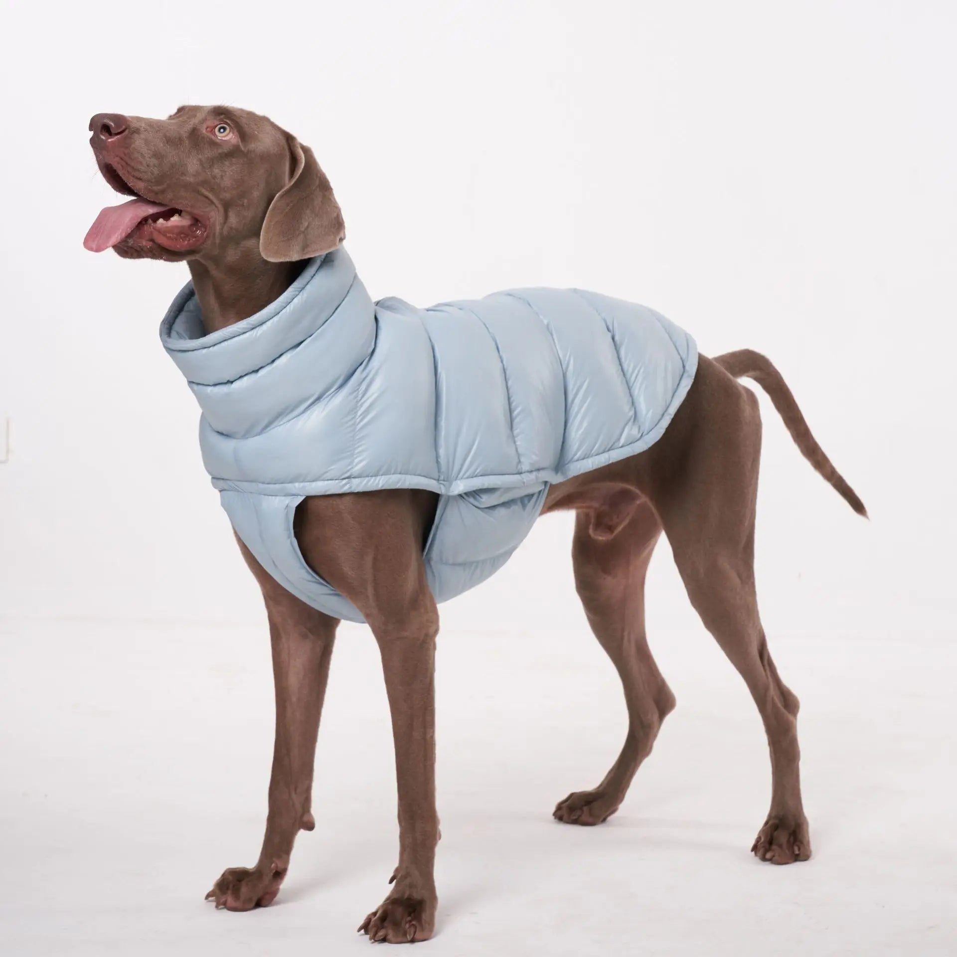 Doudoune pour Chien Avec Capuche Doublé Polaire