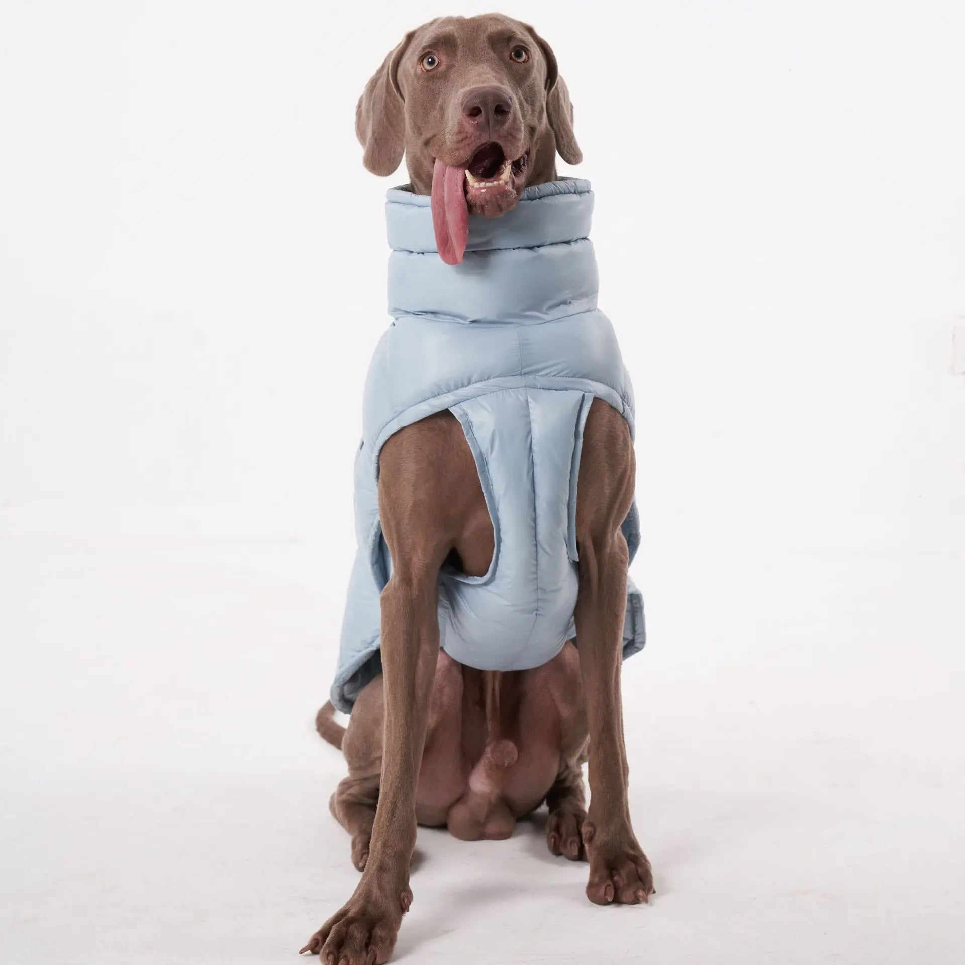 Doudoune pour Chien Avec Capuche Doublé Polaire