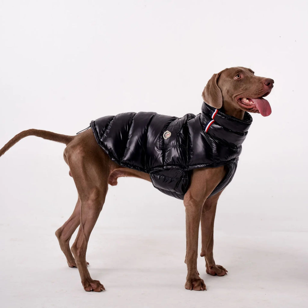Doudoune Pour Chien À Capuche Doublée Polaire - Les Bonnes Affaires