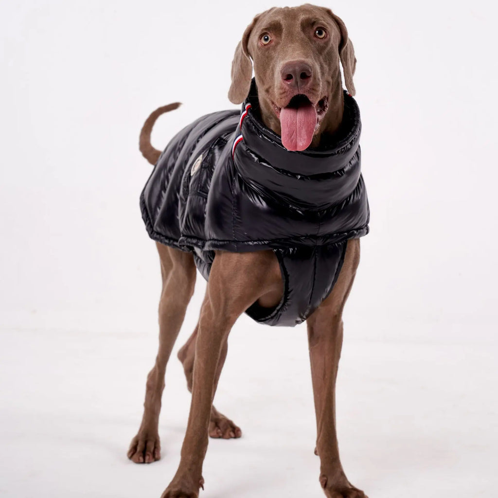Doudoune pour Chien Avec Capuche Doublé Polaire