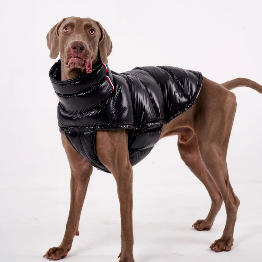 Doudoune Pour Chien À Capuche Doublée Polaire - Les Bonnes Affaires