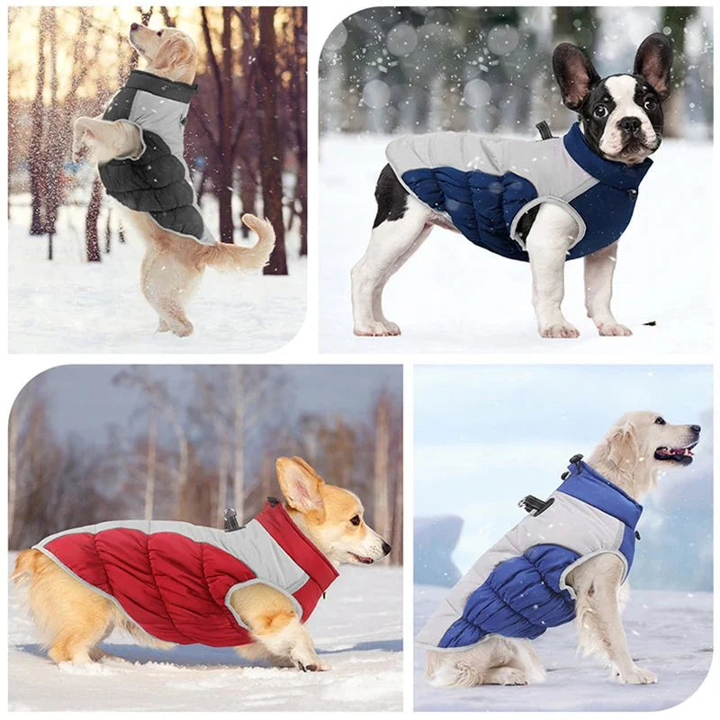 Manteau pour Dobermann / Grand chien