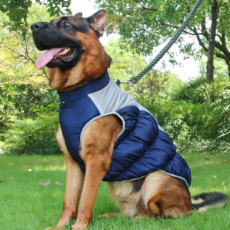 Manteau pour Dobermann / Grand chien