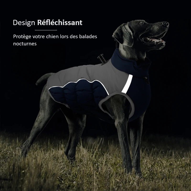 Manteau pour Dobermann / Grand chien