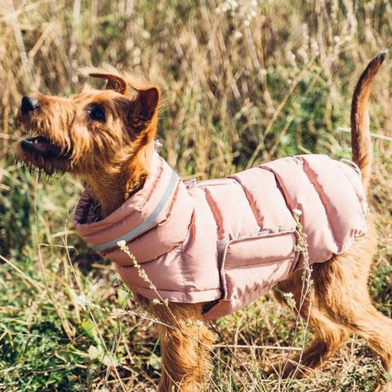 Manteau pour Lévrier & chien moyen
