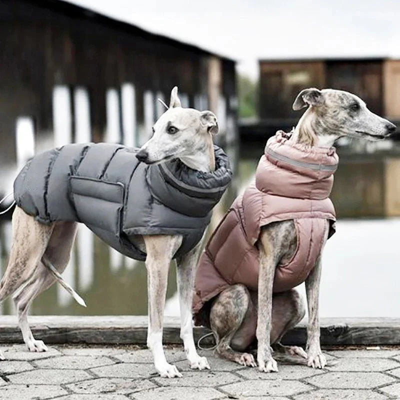 Manteau pour Lévrier & chien moyen