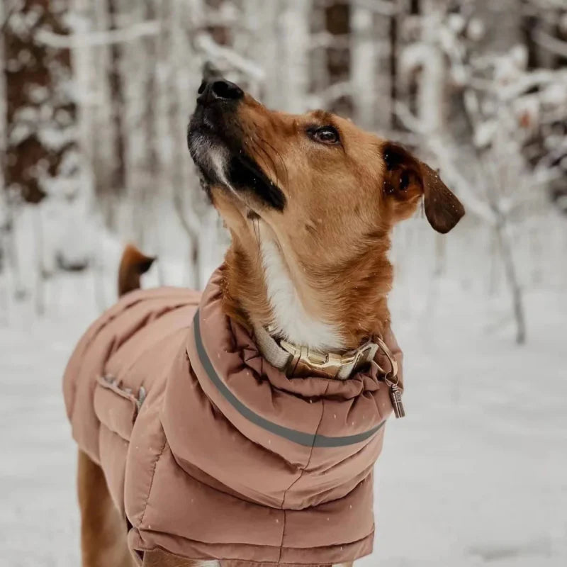 Manteau pour Lévrier & chien moyen