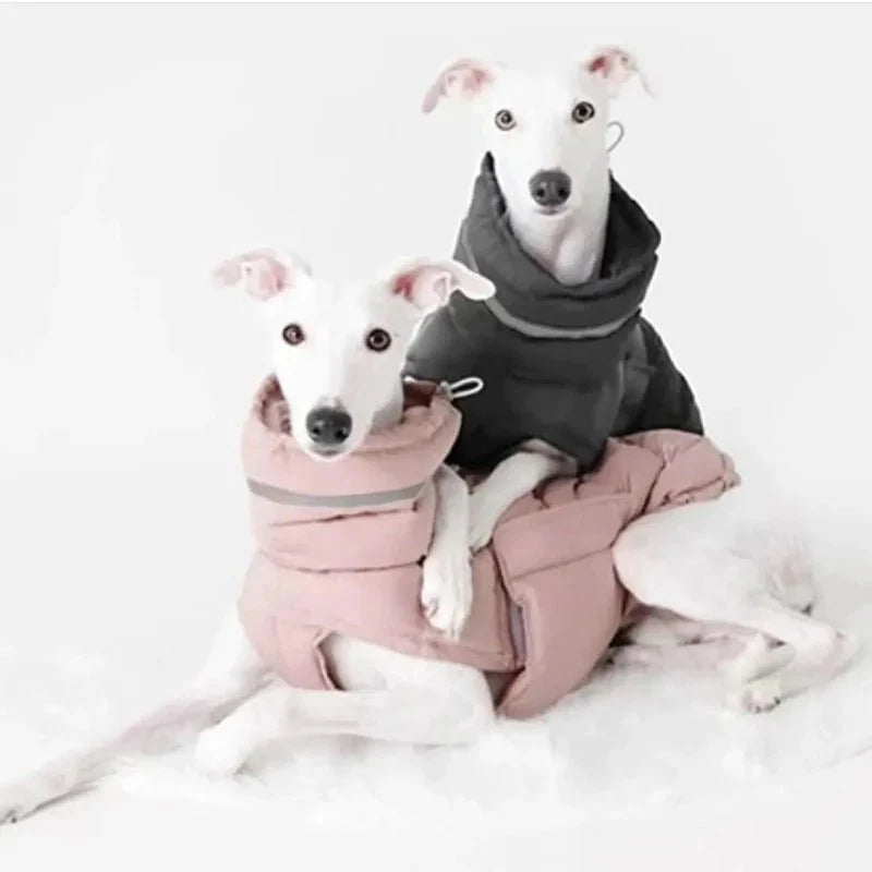 Manteau pour Lévrier & chien moyen