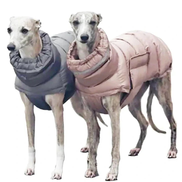 Manteau pour Lévrier & chien moyen