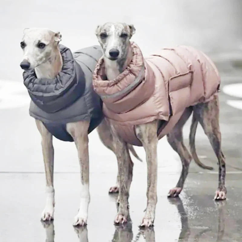 Manteau pour Lévrier & chien moyen
