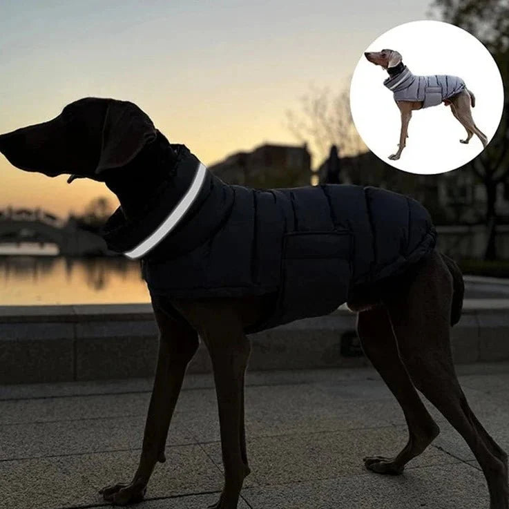 Manteau pour Lévrier & chien moyen