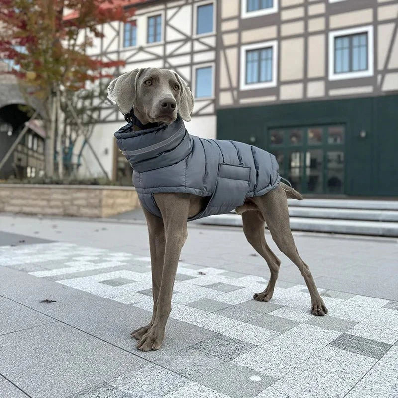 Manteau pour Lévrier & chien moyen