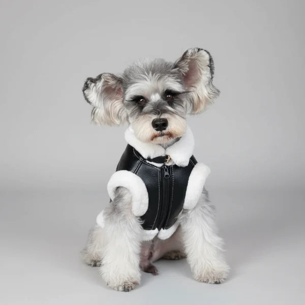 Petit chien gris avec manteau simili cuir pour chien noir et doublure blanche assis sur une chaise