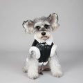Petit chien gris avec manteau simili cuir pour chien noir et doublure blanche assis sur une chaise